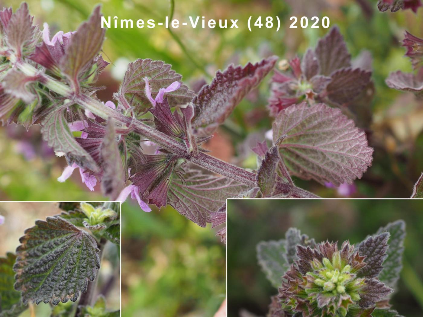 Horehound, Black  leaf